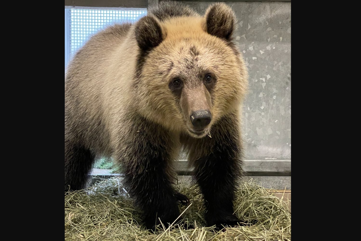 This female grizzly cub will be introduced to another orphaned cub, a brown bear named Juniper. The two of them will live together in the Living Northwest Trail bear habitat.